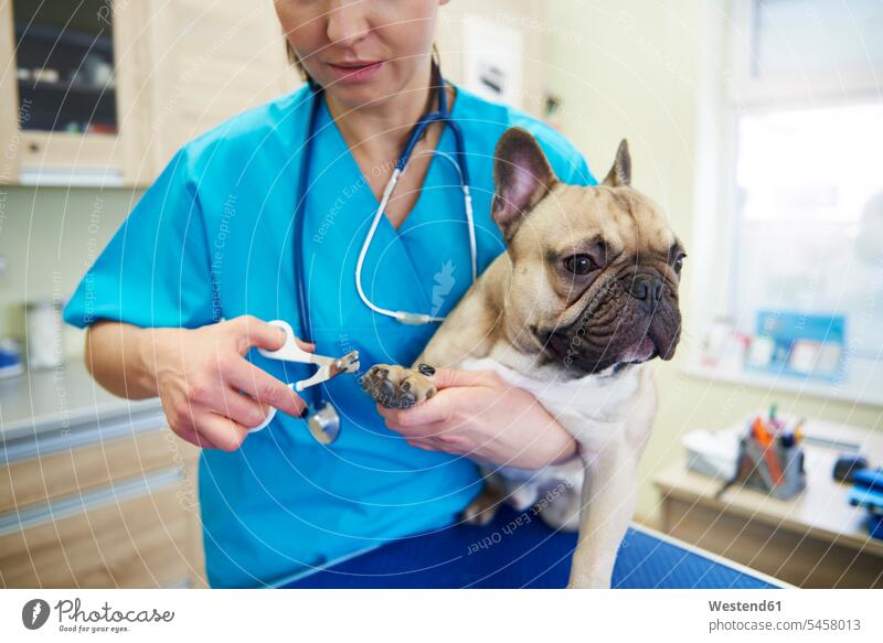 Tierärztin schneidet die Nägel eines Hundes in der Tierarztpraxis Tierärztinnen Veterinaerin Veterinärinnen Tieraerztinnen Veterinaerinnen Zehnagel Zehnaegel