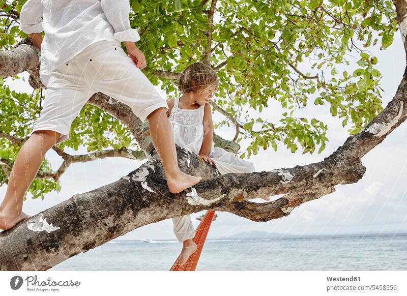 Thailand, Phi Phi-Inseln, Ko Phi Phi Phi, Junge und kleines Mädchen klettern am Strand auf einen Baum Bäume Baeume steigen weiblich Beach Straende Strände