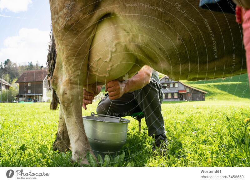 Landwirt, der eine Kuh auf der Weide melkt Job Berufe Berufstätigkeit Beschäftigung Jobs Bauern Landwirte Tiere Tierwelt Mammalia Saeugetier Saeugetiere
