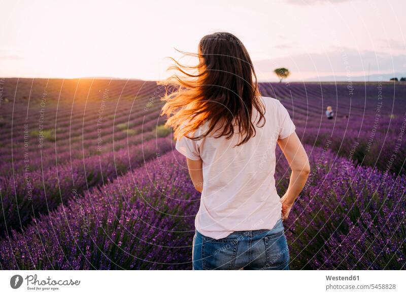 Frankreich, Valensole, Rückenansicht einer Frau, die bei Sonnenuntergang vor einem Lavendelfeld steht Lavendelfelder weiblich Frauen Sonnenuntergänge stehen