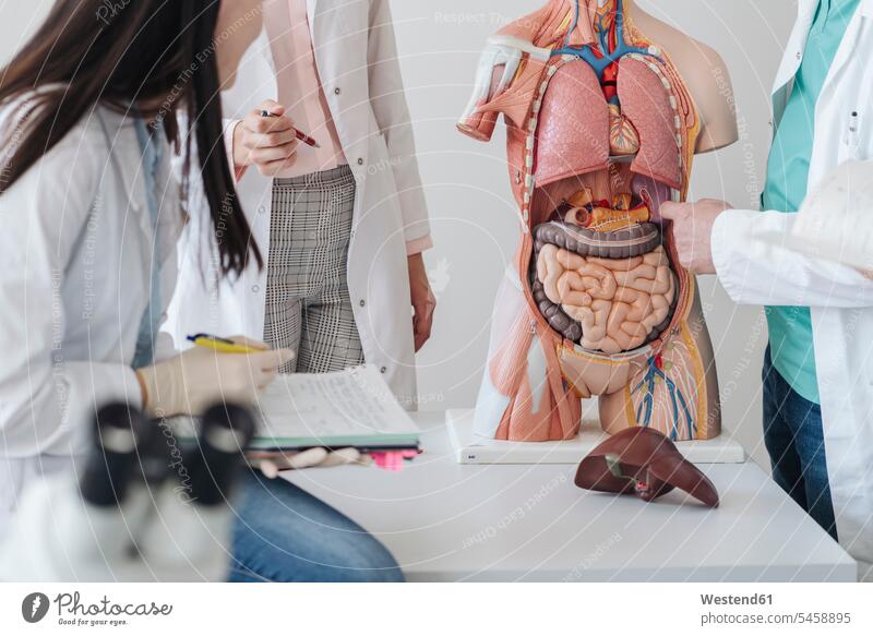 Ausschnittansicht der Schülerinnen und Schüler, die das Anatomie-Modell im Unterricht analysieren Leute Menschen People Person Personen Europäisch Kaukasier