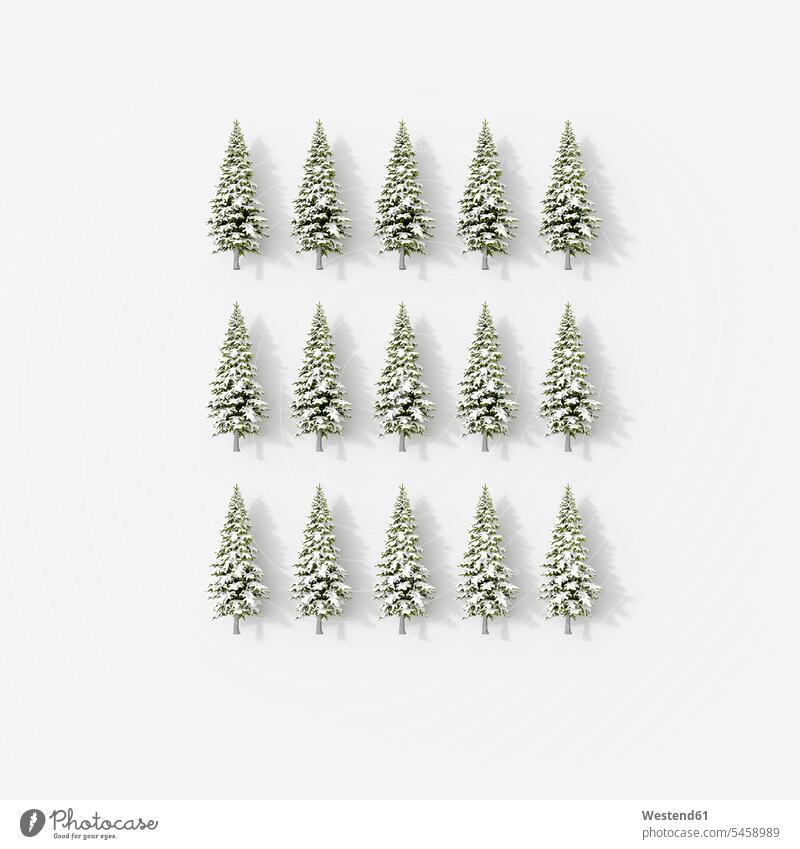 3D-Rendering, Reihen von Tannenbäumen auf weißem Hintergrund winterlich Winterzeit Rechteckig aufgereiht hintereinander in einer Reihe nebeneinander Eingebung