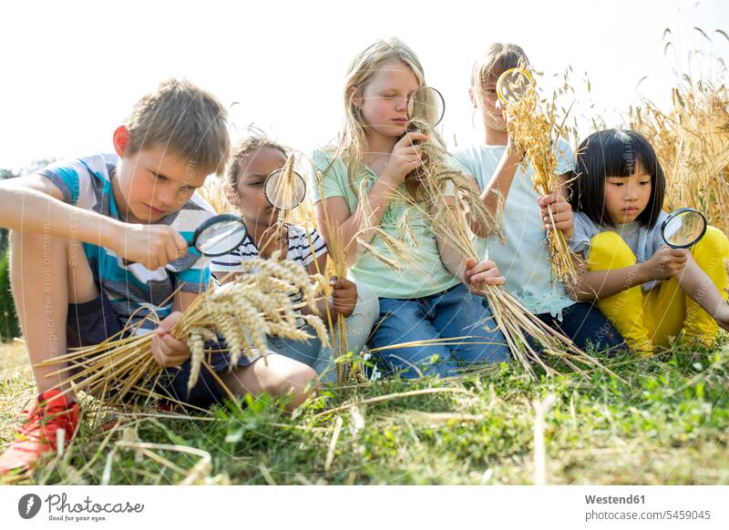 Schulkinder, die mit ihren Lupen Weizenähren auf dem Feld untersuchen Leselupe Leselupen erforschen Erforschung erkunden Erkundung Wachstum Ausfluege Ausflüge