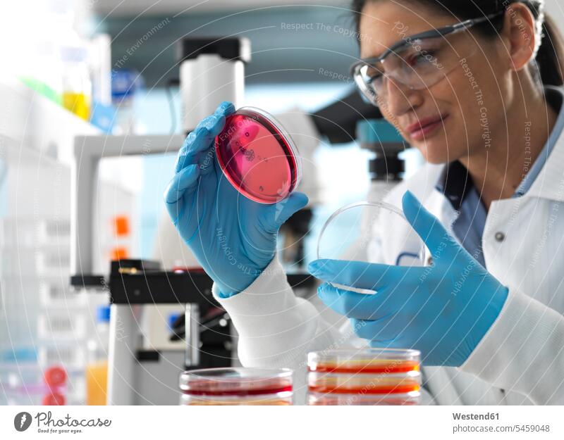 Wissenschaftler, der Kulturen, die in Petrischalen wachsen, mit einem inversen Mikroskop im Labor untersucht kontrollieren geschützt schützen Absicherung testen
