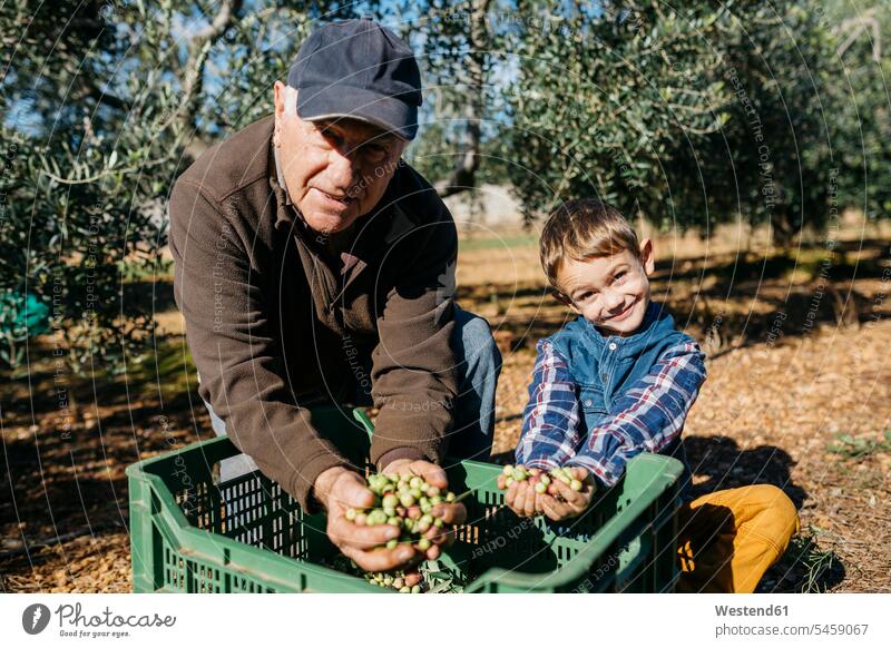 Porträt eines älteren Mannes und seines Enkels, die zusammen im Obstgarten Oliven ernten Ernte Großvater Opa Großpapa Großpapas Opas Opi Großväter Opis