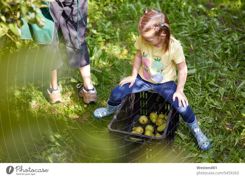 Mädchen erntet Bio-Williams-Birnen, auf Obstkiste sitzend Schuhe sitzt Reife Muße Stütze stützen unterstützen Plantagen Obstplantagen Essen Essen und Trinken