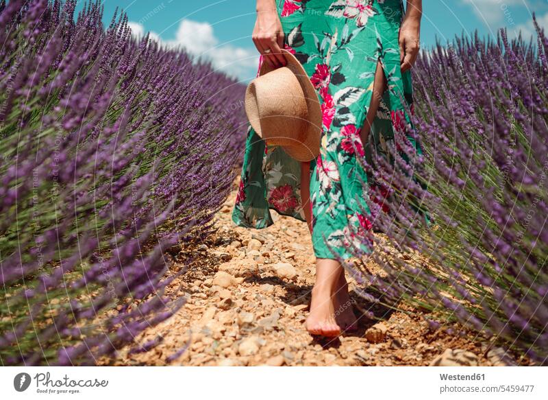 Frankreich, Provence, Hochebene von Valensole, Barfüßige Frau, die im Sommer zwischen Lavendelfeldern spazieren geht gehen gehend Lavandula barfuß nackte Füße
