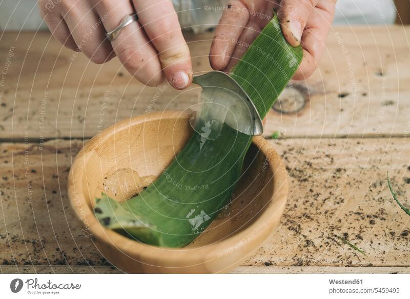 Nahaufnahme einer Frau, die das Fruchtfleisch der Schoten einer Aloe Vera mit einem Löffel entfernt entfernen weiblich Frauen Aloe barbadensis Mill.