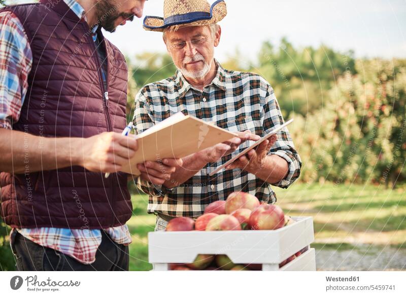Obstbauern kontrollieren die Qualität der geernteten Äpfel Job Berufe Berufstätigkeit Beschäftigung Jobs Hemden Hüte ernten Anschluss verbinden verbunden