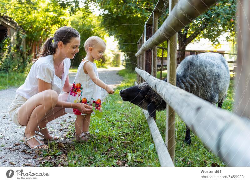 Mutter und kleine Tochter füttern ein Schaf hinter Zaun Mamas Mami Mutti Mütter Muetter Mamis Muttis Töchter Zäune Ovis Schafe Eltern Familie Familien Mensch
