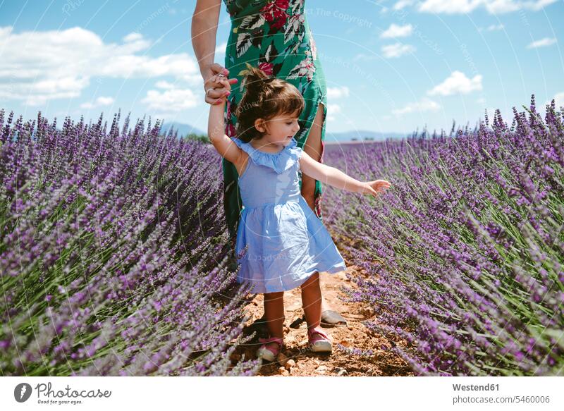 Frankreich, Provence, Hochebene von Valensole, Mutter und Tochter spazieren im Sommer zwischen Lavendelfeldern Mami Mutti Mütter Mama Sommerzeit sommerlich