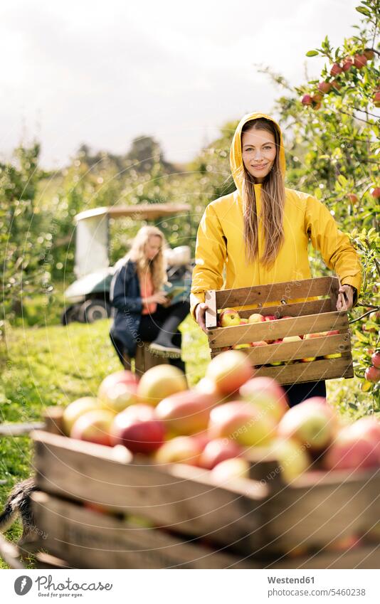 Zwei Frauen ernten Äpfel im Obstgarten Apfel Aepfel weiblich Ernte Obstplantage Obstplantagen Früchte Essen Food Food and Drink Lebensmittel Essen und Trinken