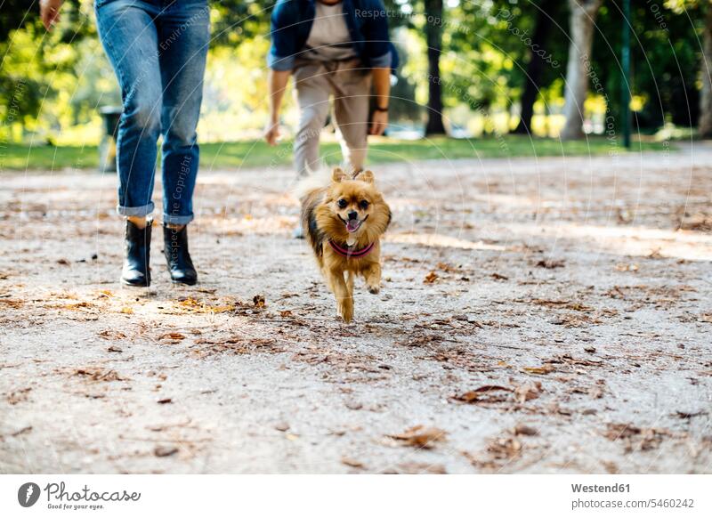 Hund rennt auf einem Pfad in einem Park Tiere Tierwelt Haustiere Hunde rennen geniessen Genuss geschwind Schnelligkeit Muße Lifestyles Spass spassig spaßig