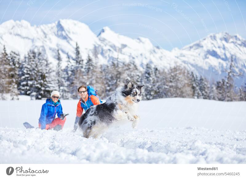 Österreich, Tirol, Schneeschuhwanderer und Hund, Springen im Schnee Freude freuen Winter winterlich Winterzeit Hunde Spaß Spass Späße spassig Spässe spaßig
