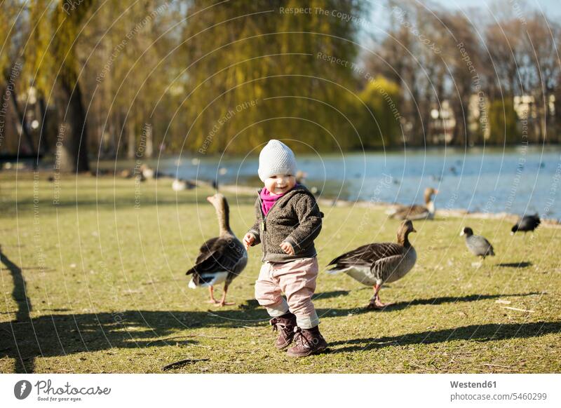 Kleinkind Mädchen spielt mit Gänsen an einem Teich im Park Parkanlagen Parks Gans echte Gänse Anserini spielen Teiche weibliche Babys weibliches Baby