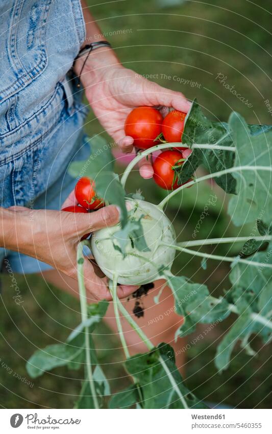 Blonde Frau bei der Tomaten- und Kohlrabiernte zufrieden rote roter rotes Reife Gartenarbeit Gartenbau Muße außen draußen im Freien am Tag Tagesaufnahme