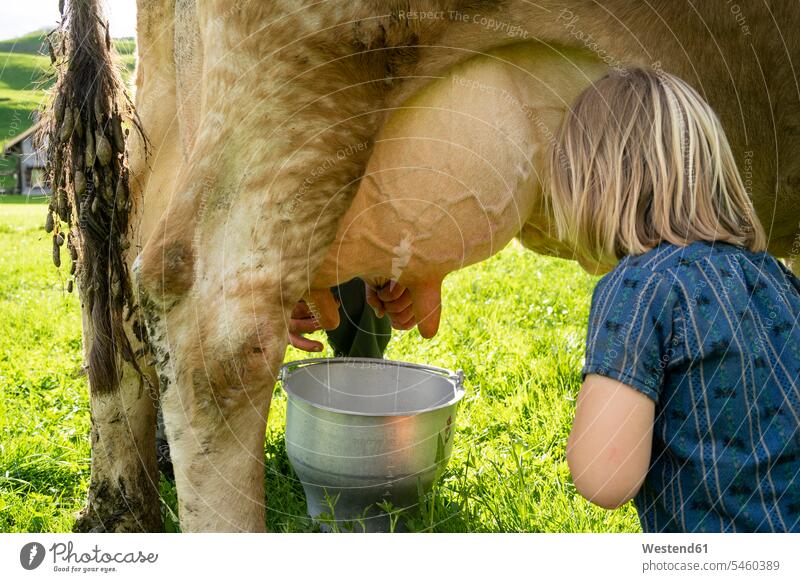 Landwirt, der eine Kuh auf der Weide melkt und von seiner Tochter beobachtet wird Leute Menschen People Person Personen Europäisch Kaukasier kaukasisch