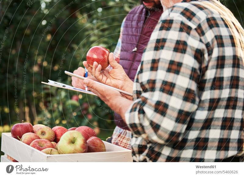 Obstbauern kontrollieren die Qualität der geernteten Äpfel Job Berufe Berufstätigkeit Beschäftigung Jobs Hemden ernten Anschluss verbinden verbunden vergleichen