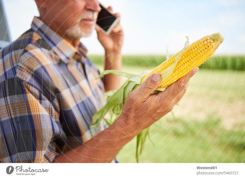 Landwirt hält Maiskolben und spricht mit dem Handy auf dem Feld Felder Maisfeld Maisfelder Mobiltelefon Handies Handys Mobiltelefone telefonieren anrufen Anruf