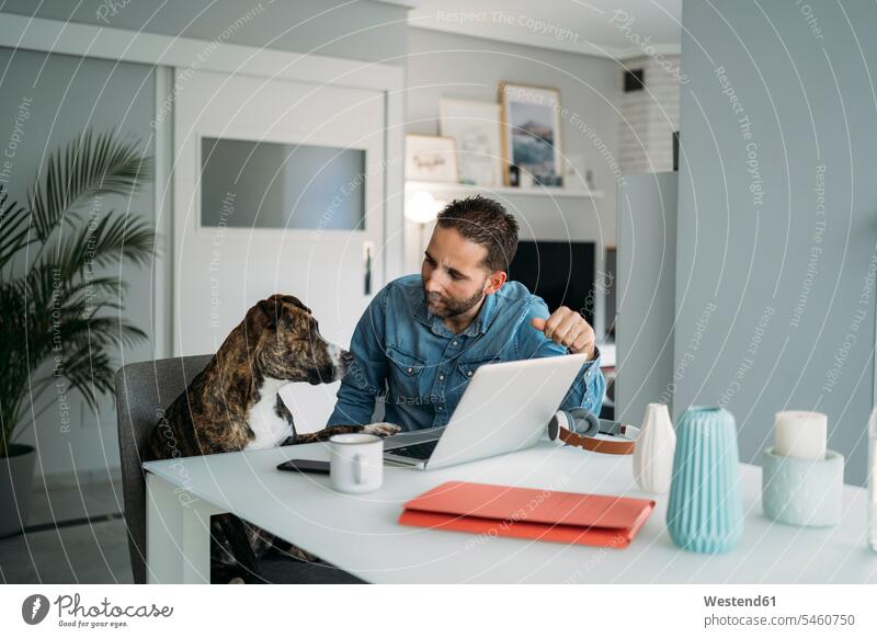 Mann betrachtet Hund bei der Arbeit von zu Hause aus am Laptop während des Ausbruchs der Coronavirus-Pandemie, Almeria, Spanien, Europa Farbaufnahme Farbe