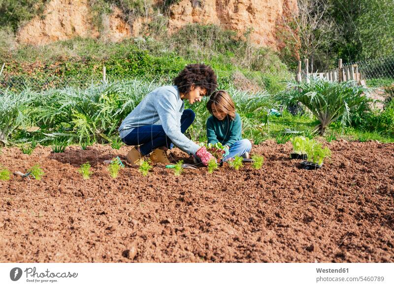 Mutter und Sohn pflanzen Salatsetzlinge im Gemüsegarten bio biologisch organisch anpflanzen Pflanzensetzen Anbau anbauen Salate knien Setzling Sämlinge