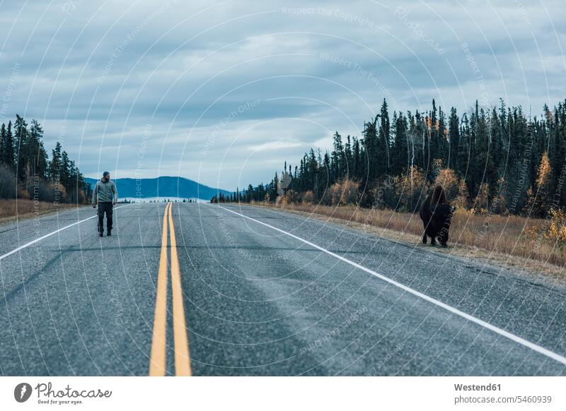 Kanada, Britisch-Kolumbien, Mann geht auf dem Alaska Highway mit Bison am Straßenrand gehen gehend Männer männlich Bisons Highways Erwachsener erwachsen Mensch