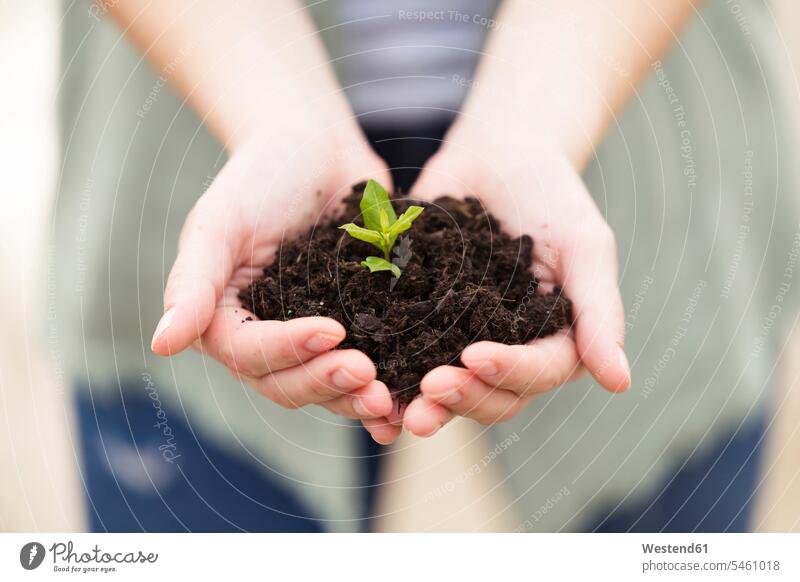 Nahaufnahme der Hände einer Frau, die eine junge Pflanze halten Gartenarbeit Gartenbau hoffen geschützt schützen Umwelt- und Naturschutz Umweltthemen Ökologie