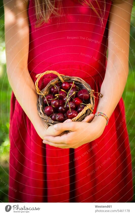 Kleines Mädchen hält Korb mit Kirschen gepflückt gepflueckt geerntet halten Hand Hände Koerbe Körbe Garten Gärten Gaerten ernten Ernte Erntezeit Mensch Menschen
