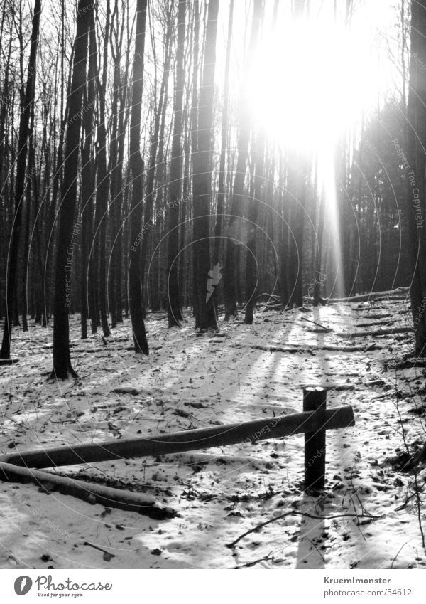 Schwarz Weiß Winter Wald Baum kalt Stadtwald Tor Sonne kalhe bäume