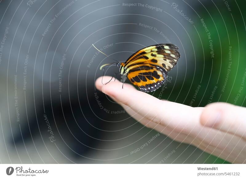 Monarchfalter, Danaus plexippus, auf der Hand sitzend Tier Tierwelt Tiere Textfreiraum Schönheit der Natur Schoenheit der Natur Muster tropisch Tiermotive