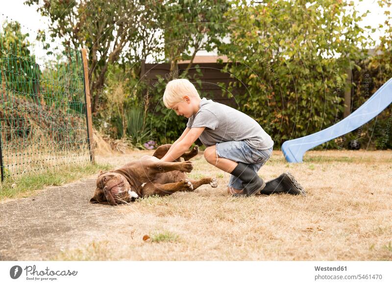 Junge streichelt alte englische Bulldogge auf Spielplatz im Garten Hund Hunde Buben Knabe Jungen Knaben männlich streicheln Spielplätze Spielfeld Spielplaetze
