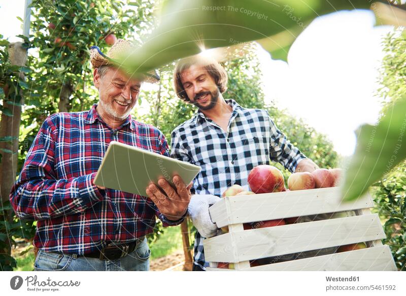 Obstbauern kontrollieren die Qualität der Äpfel in ihrem Obstgarten Job Berufe Berufstätigkeit Beschäftigung Jobs Hemden ernten zufrieden Essen