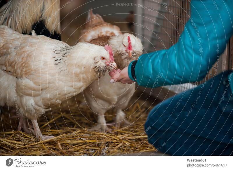 Deutschland, Fütterung von Hühnern auf dem Bauernhof Europäer Kaukasier Europäisch kaukasisch Innenaufnahme drinnen Innenaufnahmen Tiermotive Tierthemen