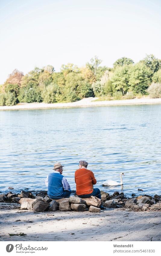 Zwei alte Freunde sitzen am Flussufer und beobachten Schwäne Schwan Cygnus Schwaene Beste Freunde Bester Freund sitzend sitzt zuschauen ansehen Vogel Vögel Aves