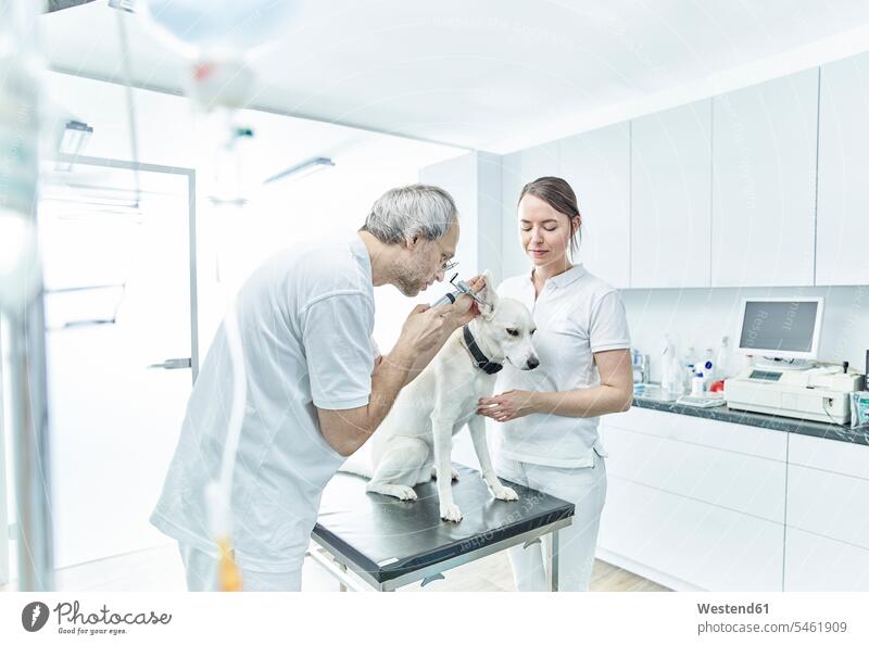 Tierarzt und sein Assistent untersuchen das Ohr eines Hundes Tiermediziner Tierärzte Veterinär Veterinäre Tierarztpraxis Tierarztpraxen Ohren Tierohr Tierohren