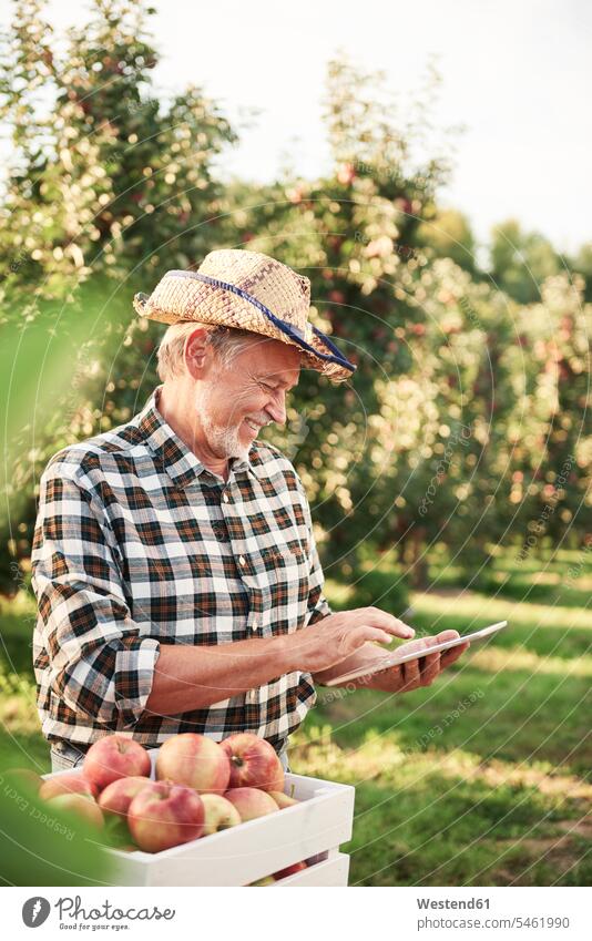 Obstbauern verwenden digitale Tablette in ihrer Apfelplantage Job Berufe Berufstätigkeit Beschäftigung Jobs Hemden Hüte ernten zufrieden Anschluss verbinden
