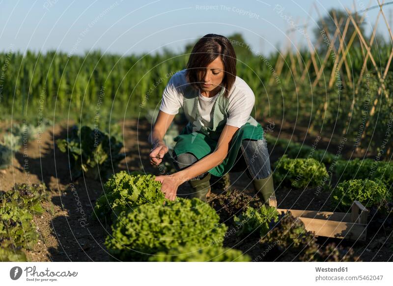 Frau arbeitet in ihrem Gemüsegarten Schuhe Arbeit ernten Gartenarbeit Gartenbau entwickeln Entwicklungen Wachstum Flora Pflanzen Pflanzenwelt Essen