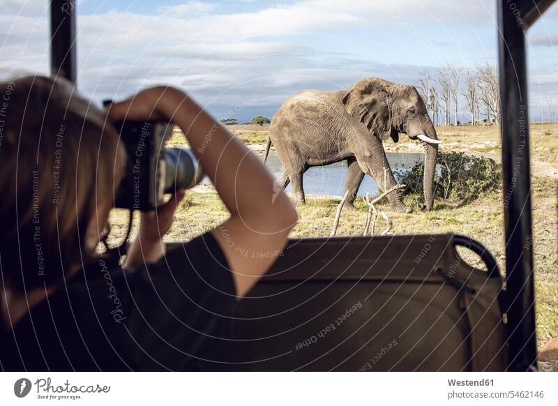 Rückenansicht eines Mädchens, das einen Elefanten fotografiert, Inverdoorn Wildreservat, Breede River DC, Südafrika Fotokamera Kamera Kameras Muße Travel