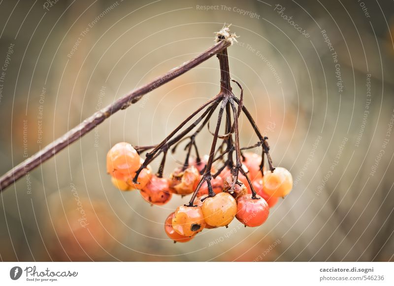 Das Ende ist nahe Natur Pflanze Herbst Schönes Wetter Beeren Ast Zweig kaputt klein natürlich rund braun orange Opferbereitschaft demütig Traurigkeit Trauer