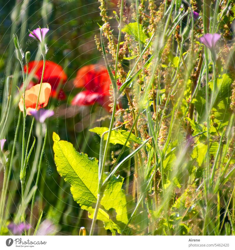 Jeden Tag Blümchen III Blumenwiese Wiese Wiesenblume Natur grün Blühend mehrfarbig leuchtend rot Garten Sonnenlicht bunt Lebensfreude Mohn Klatschmohn