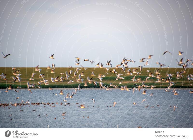 Vogelschwärmerei Vogelschwarm Möwen Nordsee Bucht Naturschutzgebiet Vogelparadies Flug Vogelflug fliegen Ufer Schilf Feuchtgebiet Schwarm Vögel Tiergruppe