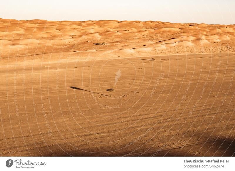 Sand mit Spuren und Baum mit langem Schatten am Morgen Außenaufnahme Farbfoto Natur Sonne Tourismus Wahiba Sands Oman omanische Wüste Landschaft