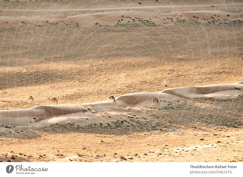 Kamele spazieren am Morgen über Sanddüne Außenaufnahme Farbfoto Natur Sonne Tourismus Wahiba Sands Oman omanische Wüste Landschaft Ferien & Urlaub & Reisen