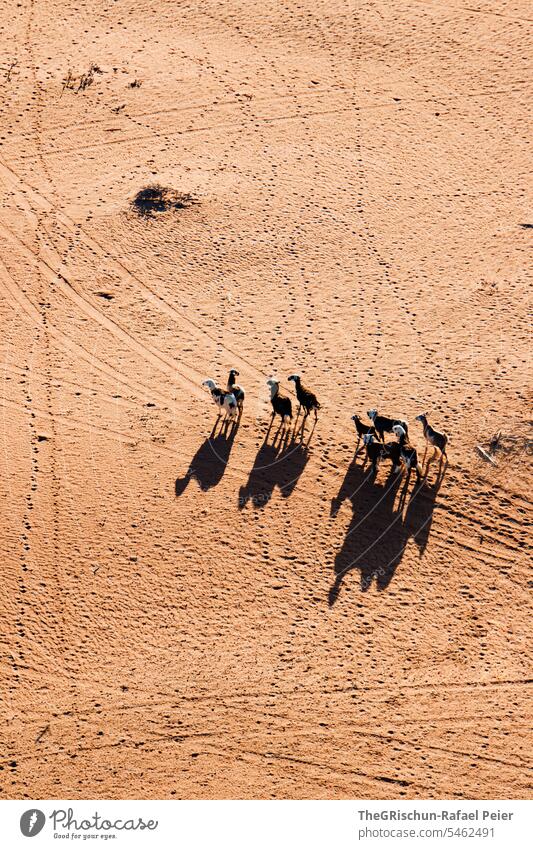 Ziegen von Oben werfen Kamelähnlichen Schatten im Sand Außenaufnahme Farbfoto Natur Sonne Tourismus Wahiba Sands Oman omanische Wüste Landschaft