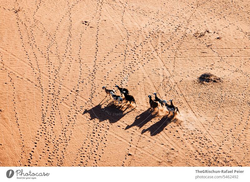 Ziegen von Oben werfen Kamelähnlichen Schatten im Sand Außenaufnahme Farbfoto Natur Sonne Tourismus Wahiba Sands Oman omanische Wüste Landschaft