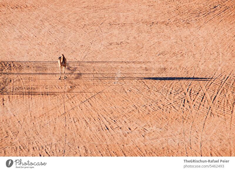 kamel von Oben mit langem Schatten auf Sand voller Spuren Außenaufnahme Farbfoto Natur Sonne Tourismus Wahiba Sands Oman omanische Wüste Landschaft