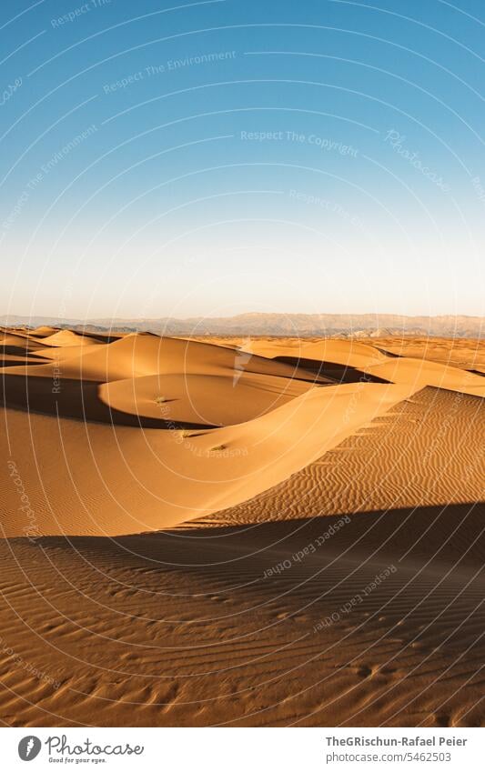 Sanddüne mit Licht und Schattenspiel mit Strukturen Sonnenlicht Außenaufnahme Farbfoto Natur Tourismus Wahiba Sands Oman omanische Wüste Landschaft