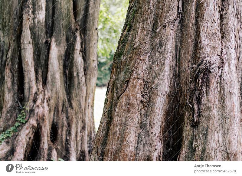 Unterer Stamm von zwei hintereinander stehenen Lärchen Baumstamm Baumrinde Nadelbaum Natur Furchen Umwelt alte Bäume