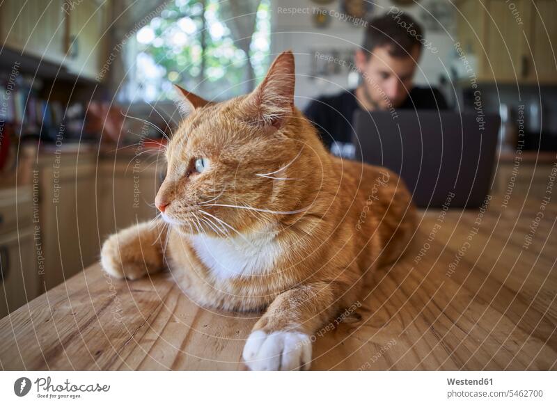Ingwer-Katze liegt auf dem Küchentisch, während der Mann seinen Laptop benutzt Leute Menschen People Person Personen Europäisch Kaukasier kaukasisch 1 Ein