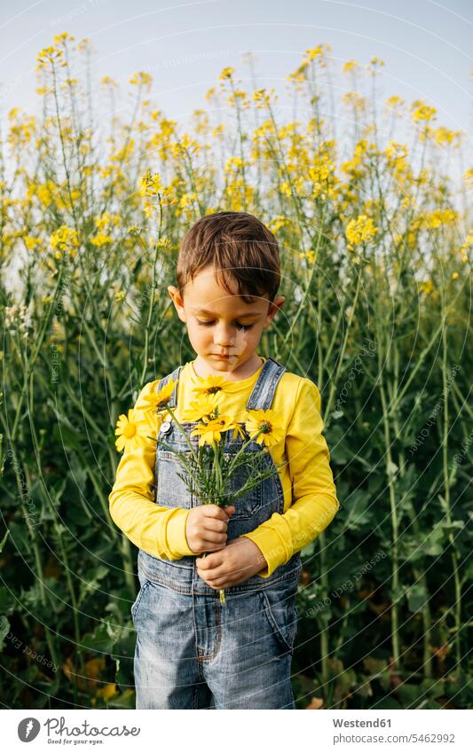 Bildnis eines kleinen Jungen mit gepflückten Blumen in der Natur gepflueckt Buben Knabe Knaben männlich Blüte Portrait Porträts Portraits Kind Kinder Kids